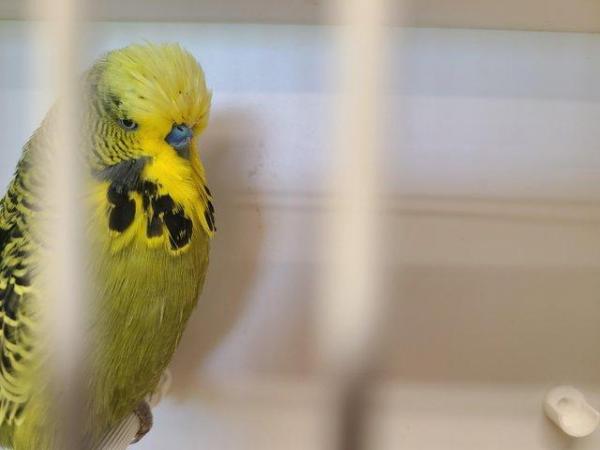 Image 2 of Exhibition budgerigars for sale