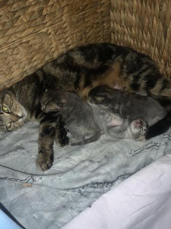 Image 3 of Kittens ready now. 1 boy and 1 girl. Born 14th April