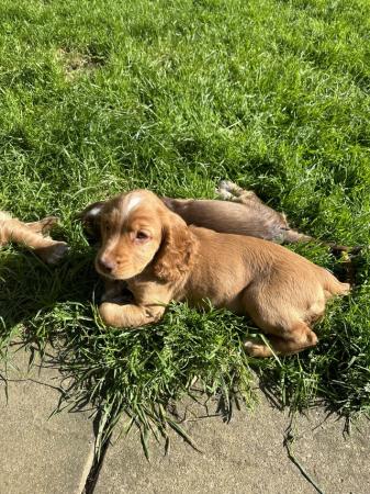 Image 3 of Ready Now KC reg fully health tested Cocker Spaniel puppies