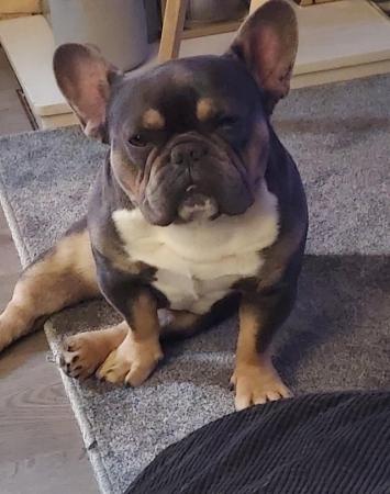 Image 2 of Male frenchie looking for new home