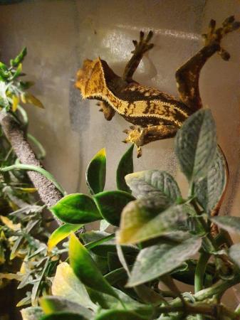 Image 5 of Crested Gecko Breeding Pair and Set Up