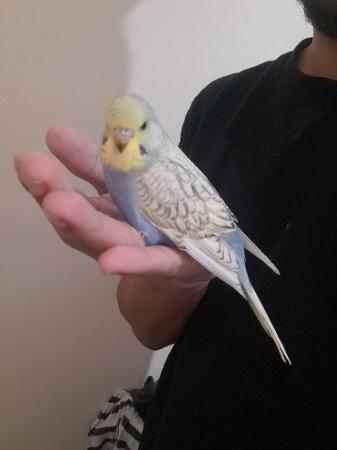 Image 9 of Young hand tamed baby budgies for sale