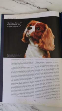 Image 12 of Extensively Health Tested Cavalier King Charles Spaniel Stud