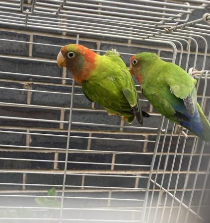 Image 5 of Fisher love bird breeding pair for sale Bury