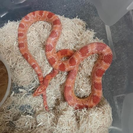 Image 2 of 11 months old corn snake for sale