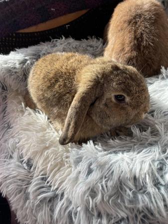Image 6 of * Mini lop bunnies * girls and boys * ready now *