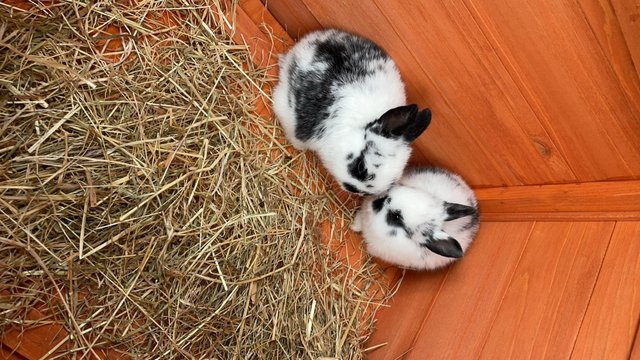 Image 5 of 2 girl mixed breed bunnies