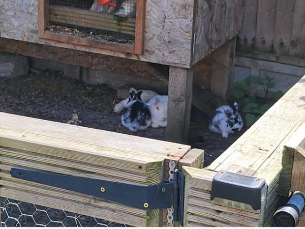Image 6 of Beautiful and friendly white and black & white bunnies - 3 l