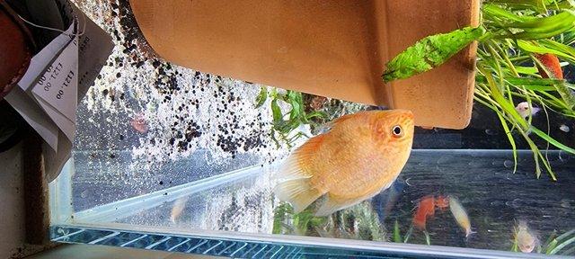 Image 5 of 641litre 5ft Aquarium Fish tank Cichlids