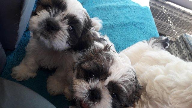 Image 4 of Two puppies male female shih zu