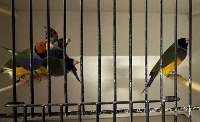 Preview of the first image of Lots of Gouldians and other finches 2023 bred.