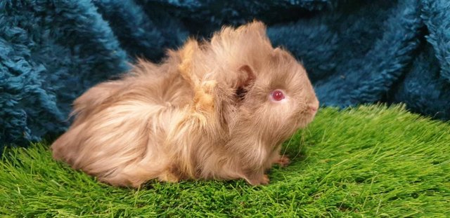 Image 8 of lovely Female (Sows) Guinea Pigs for Sale