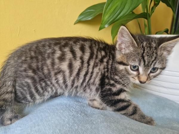 Image 7 of Ready to leave Stunning Silver Tabby kittens 2 left