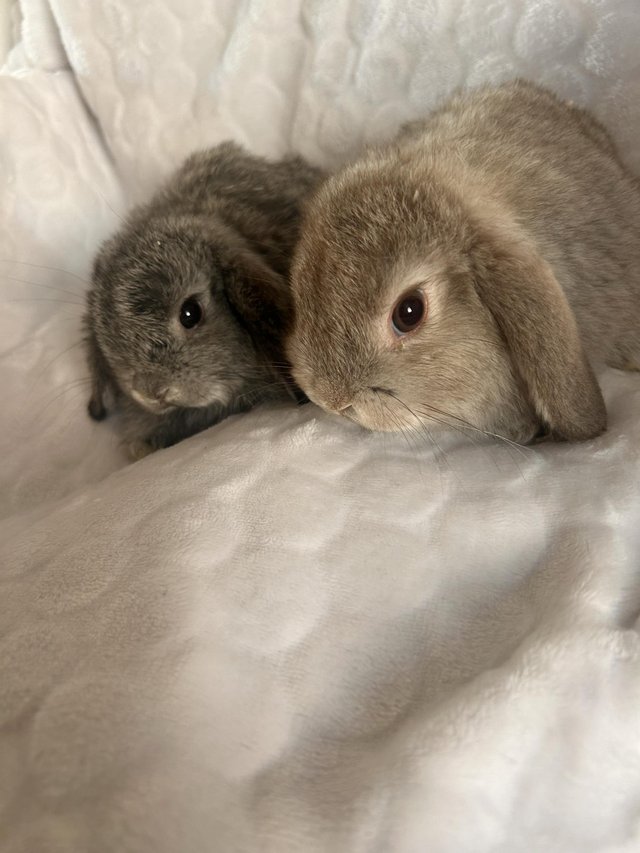 Preview of the first image of Mini lop bunnies for sale.