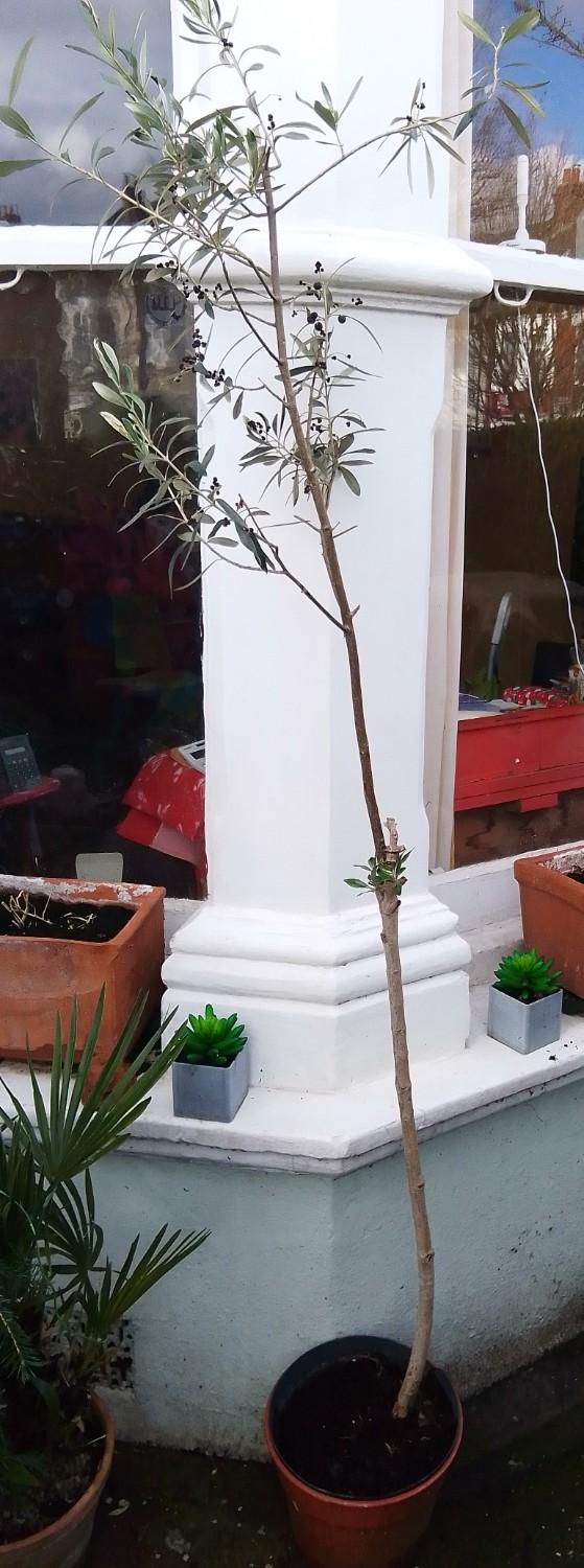 Preview of the first image of OLIVE TREE With Olives, Trained as a Standard in Pot.