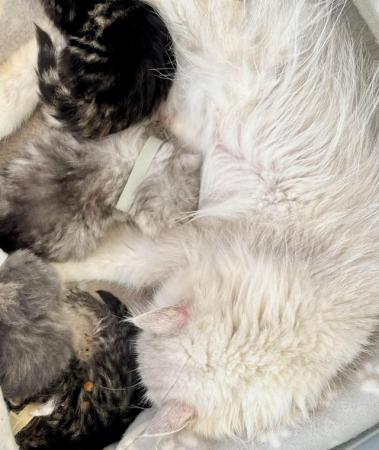 Image 9 of **Star ** 5 gen pedigree Persian kittens ***