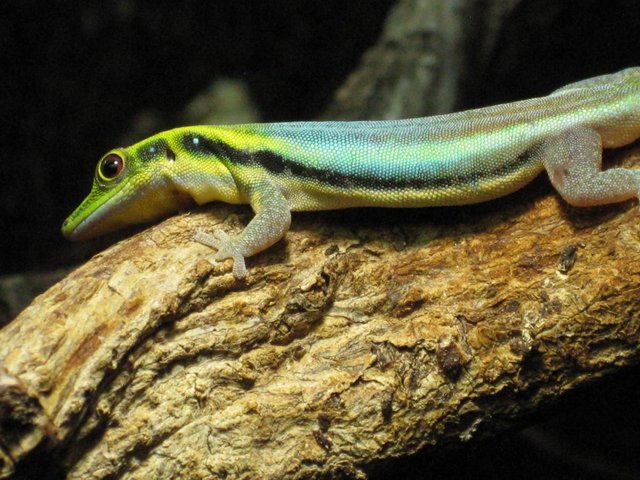 Preview of the first image of Phelsuma Klemmeri - Neon Day Geckos.