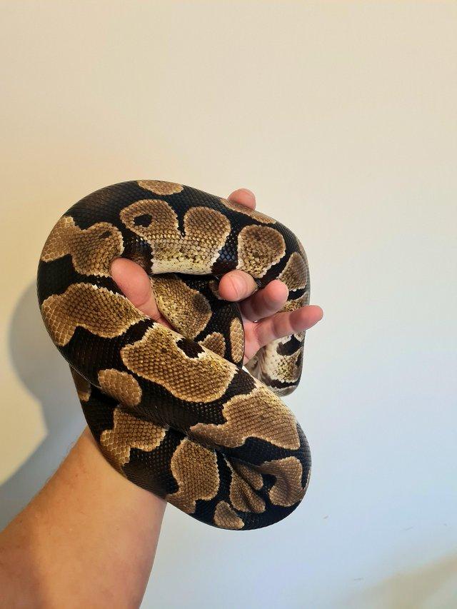 Preview of the first image of Blade Ball Python Female CB22 For Sale.
