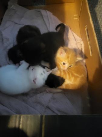 Image 3 of 2 litters available,5 kittens for sale ready june 6 kittens
