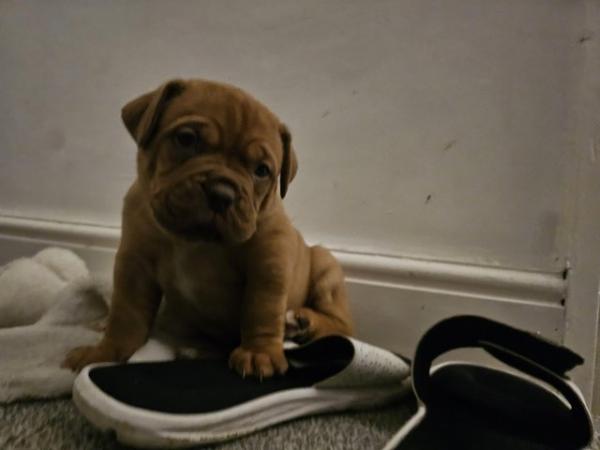 Image 6 of Chunky dogue de bordeaux puppies