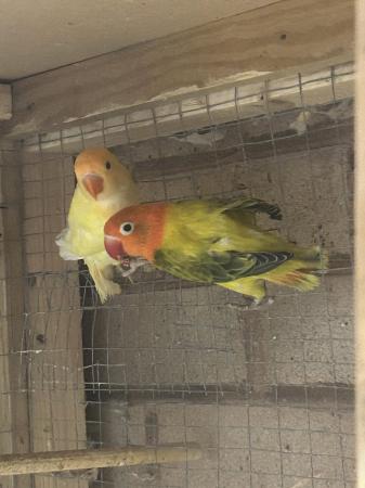 Image 5 of Beautiful lovebirds for sale