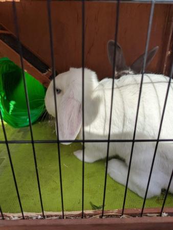 Image 2 of 2 rabbits for sale one female English lop ,one male Rex