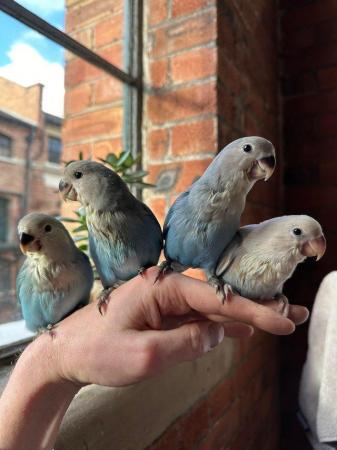 Image 4 of Hand Reared Baby Blue Peach Face Lovebirds