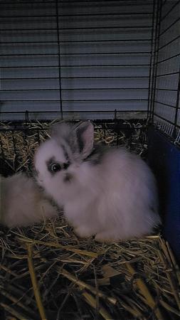Image 3 of 8 week old rabbits, netherland dwarf × lionheads