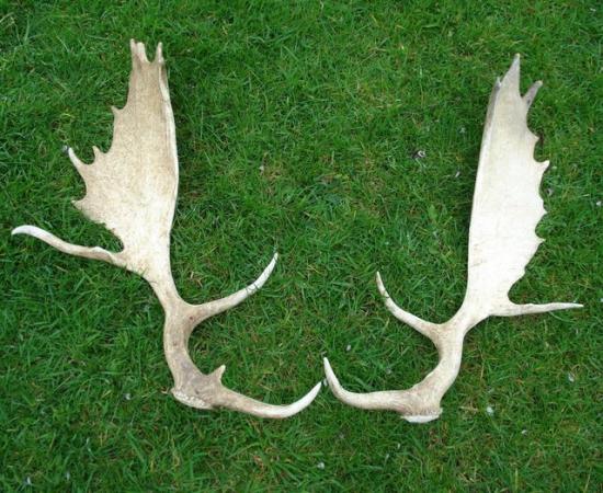 Image 1 of NATURALLY CAST FALLOW BUCK ANTLERS