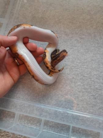 Image 2 of Female pied bald royal python