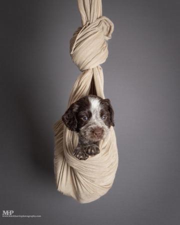 Image 8 of Extensively health tested working cocker spaniel puppies