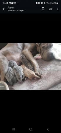 Image 6 of Sharpei puppys  for sale