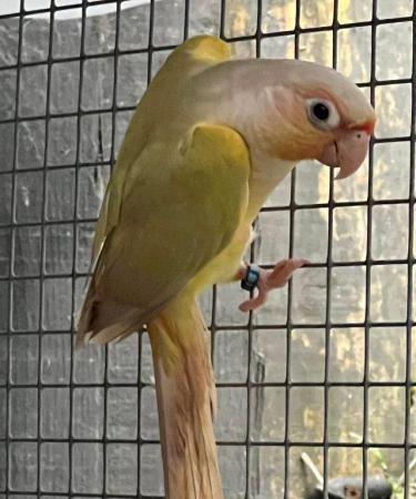 Image 1 of DNA 2022 + 2023 Mutation Baby Mooncheek & Dilute Conures