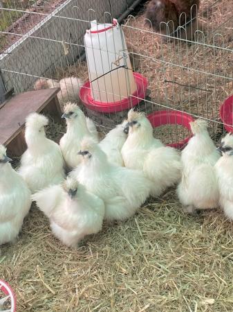 Image 2 of Pure white Silkie bantam hens
