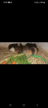 Image 5 of 3 beautifulTeddy guinea pig  1  black 1 white and 1chcolat