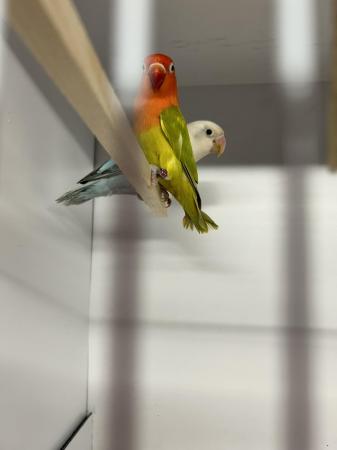 Image 3 of Beautiful lovebirds for sale