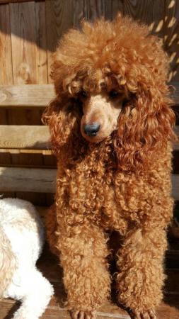 Image 9 of RED KC REG TOY POODLE FOR STUD ONLY! HEALTH TESTED