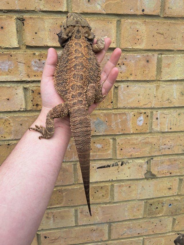 Preview of the first image of Normal male bearded dragon.