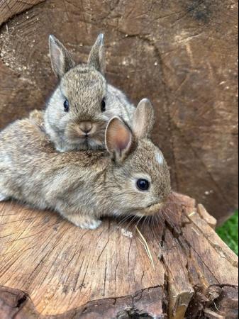Image 10 of Lovely litter of Netherland dwarf baby rabbits.