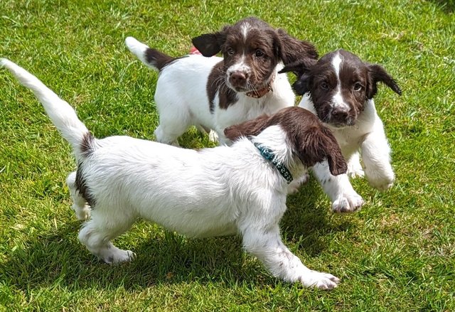 Image 10 of sprocker for sale from loving home