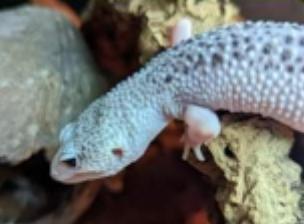 Image 3 of Leopard Geckos - Various Morphs