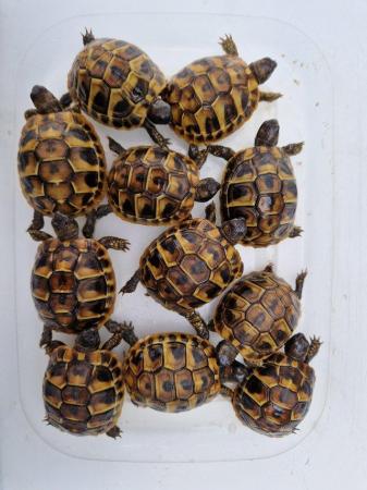 Image 5 of Hermanns Baby tortoises Hatched 2023