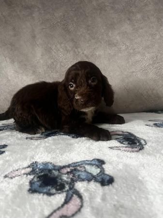 Image 1 of cocker spaniels male puppies