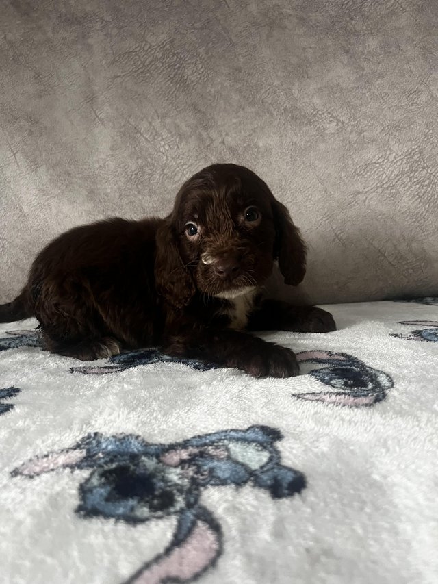 Preview of the first image of cocker spaniels male puppies.