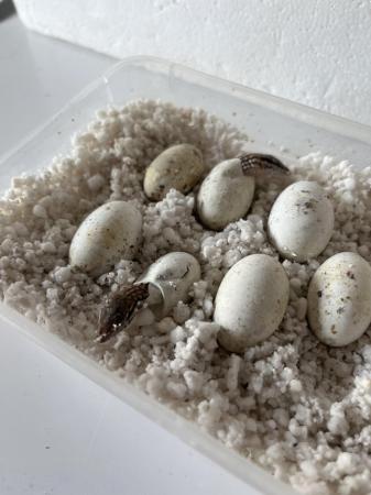 Image 2 of Ackie Monitors just hatched