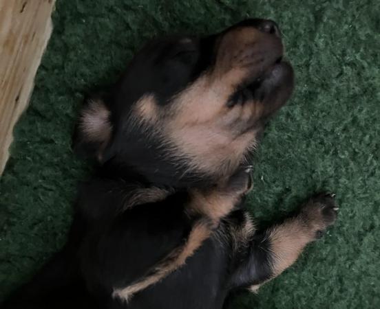 Image 5 of *READY NOW** Beautiful Black and Tan daschund girls for sale