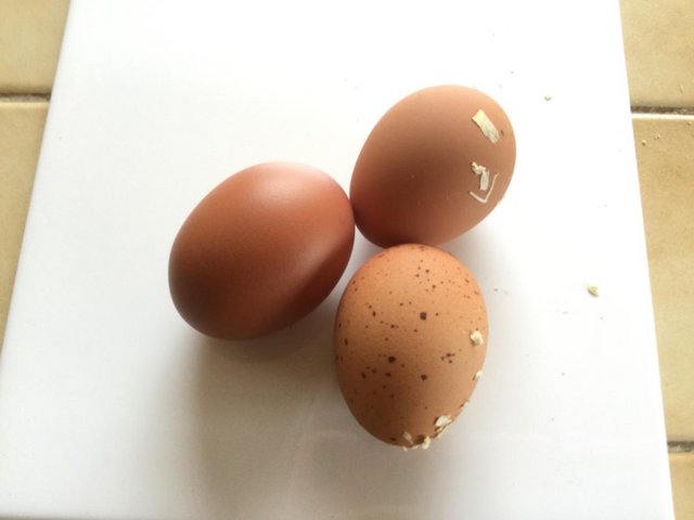 Preview of the first image of Welsummer Large Fowl Fertile Eggs.