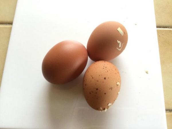 Image 1 of Welsummer Large Fowl Fertile Eggs