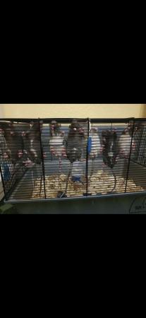 Image 4 of Rats male and female ready to leave