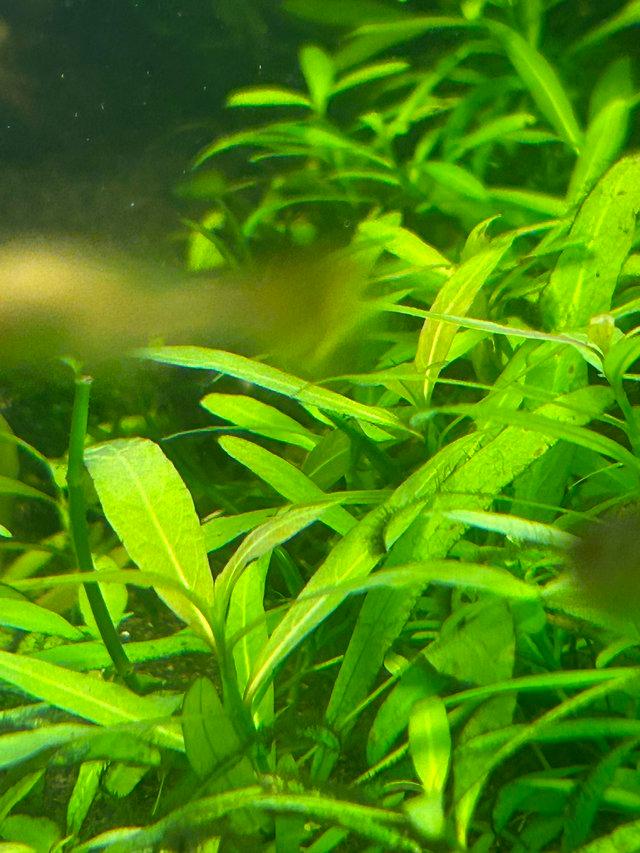 Preview of the first image of Hygrophila polysperma Aquarium plants for sale.